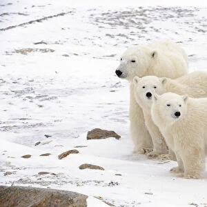 Canada, Manitoba, Churchill. Mother polar bear and two cubs