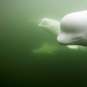 Canada, Manitoba, Churchill, Underwater view of young Beluga Whale pod swimming near