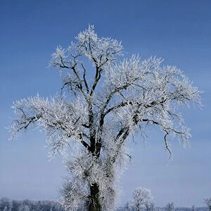 Canada, Manitoba, St. Adolphe, View of hoarfrost on cottonwood tree