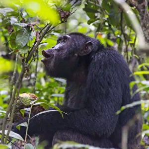 Chimpanzee eating wild jackfruit, Kibale National Park, Uganda