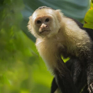 Costa Rica, monkey, spider monkey, tree
