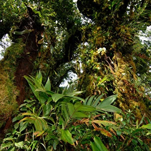 Costa Rica, Monteverde cloud forest epiphytes