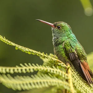 Costa Rica, Sarapique River Valley. Rufous-tailed hummingbird on fern