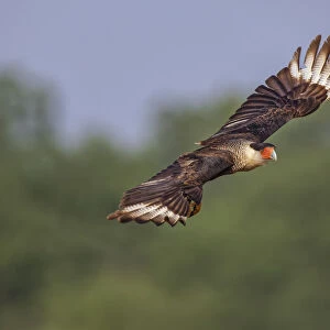 Crested caracara flying. Rio Grande Valley, Texas