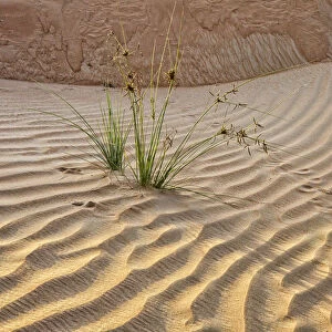 Desert with sand. Abu Dhabi, United Arab Emirates