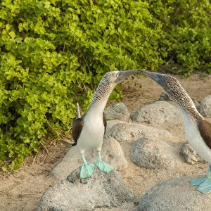 Ecuador, Galapagos National Park, San Cristobal. Blue-footed booby pair. Credit as