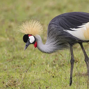 Endangered Grey-crowned crane (Balearica regulorum) crouches down in grassy area