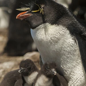 Falkland Islands, Bleaker Island. Rockhopper penguin and chicks