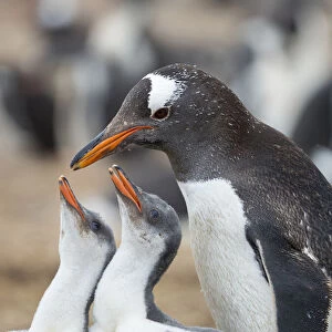 Feeding of chick. Gentoo penguin on the Falkland Islands