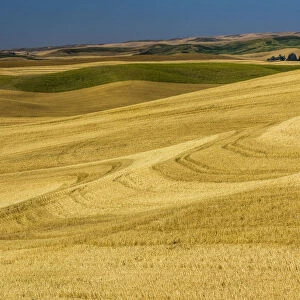 Fields during harvest