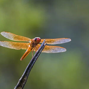 Flame skimmer (Libellula saturata) dragonfly on perch