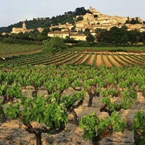 France, Bonnieux, Vaucluse, Luberon, View of Provence vineyard