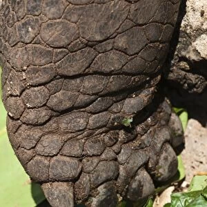 Galapagos Islands, Ecuador. Giant tortoise foot, at the Charles Darwin Research Station