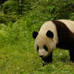 Giant panda (Ailuropoda