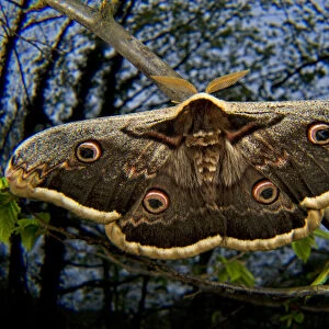 The Giant Peacock Moth (Saturnia pyri), has a range that includes the Iberian Peninsula