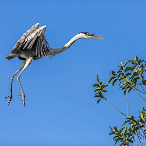 Great Blue Heron prepares to land on a tree over the Brazilian Pantanal with blue sky in the background
