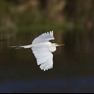 Great egret flying. Venice rookery, Venice, Florida