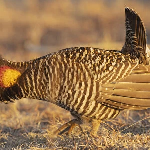 Greater prairie chickens, courtship display