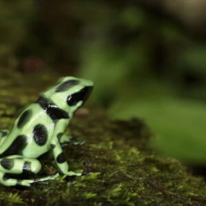 Green & Black poison dart frog Dendrobates auratus La Selva, Costa Rica