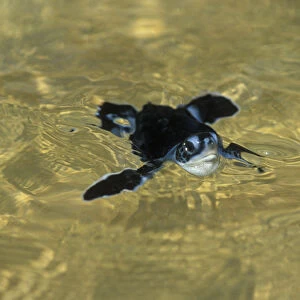 Green Turtle, (Chelonia mydas), hatchling swimming, Ascension Island, South Atlantic