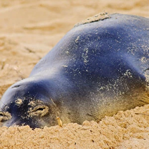 Hawaiian monk seal in the wild, Monachus schauinslandi, Poipu, Kauai, Hawaii, USA