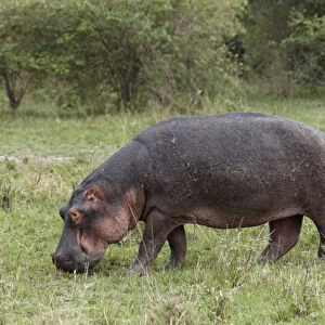 Hippopotamus grazing away from riverside, Masai Mara, Kenya, Africa