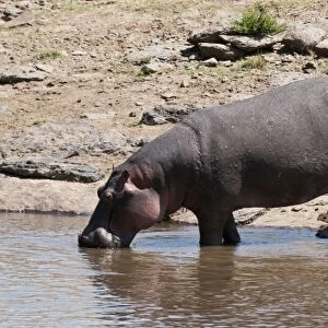 Hippopotamus (Hippopotamus amphibius), Masai Mara, Kenya