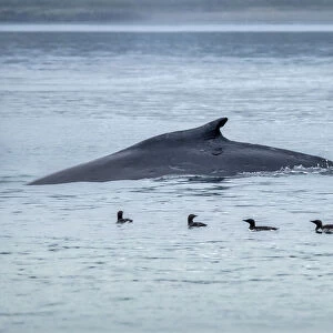 Humpback Whale, Ernest Sound, Wrangell, Alaska, USA