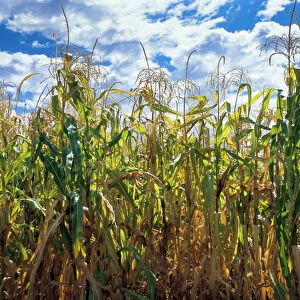 Indian corn, also known as maize, was historically cultivated by tribes in Oklahoma