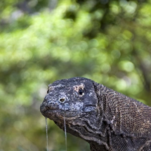 Indonesia, Komodo National Park. Close-up of Komodo dragon