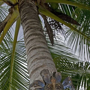 Indonesia, Papua, Raja Ampat. Coconut crab climbs palm tree