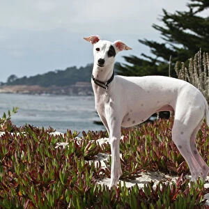 An Italian Greyhound standing in the white sands and ice plant of Carmel Beach California