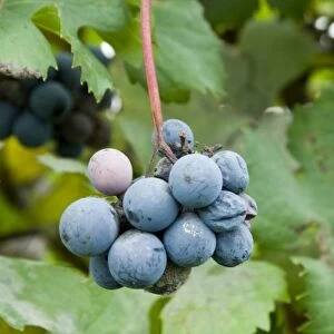 Italy, Piedmont (Piemonte), La Morra, grapes on the vine