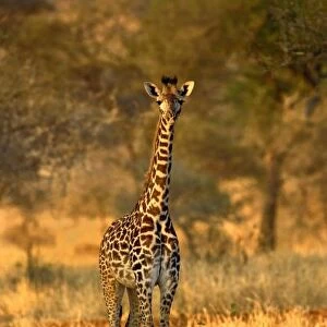 Juvenile Giraffe, Giraffa camelopardalis tippelskirchi, Tarangire National Park, Tanzania