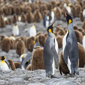 King Penguin (Aptenodytes patagonicus) rookery in St. Andrews Bay. Feeding behavior