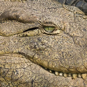 Livingstone, Zambia. Extreme Close-up of a Crocodile face