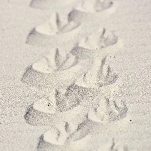 Magellanic penguin (Spheniscus magellanicus) tracks in sand