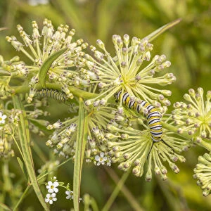 Monarch caterpillar on Green Milkweed