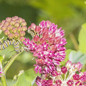 Monarch caterpillar on purple milkweed
