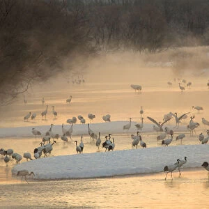 Morning first light and steam coming off of river with resting Red Crowned Cranes