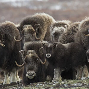 Muskox curious youngster