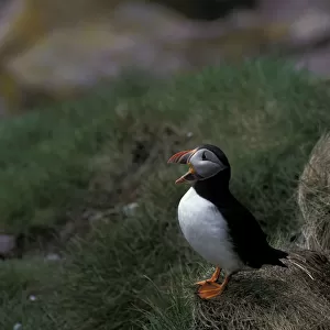 NA, Canada, Newfoundland Atlantic puffin