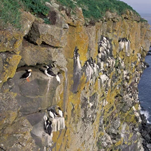 NA, USA, Alaska, Pribilofs, St. Paul Island, Common murres and a horned puffin are