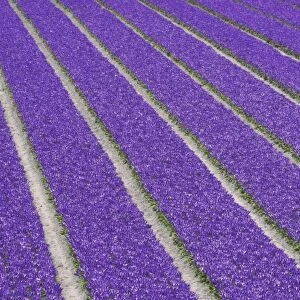 Netherlands, Lisse. Purple tulips being grown on flower farm