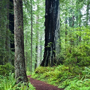 North America; USA; California; Hiking Trail in the Redwoods