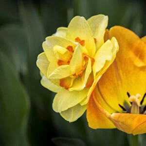 Orange Darwin hybrid tulip and double daffodil, USA