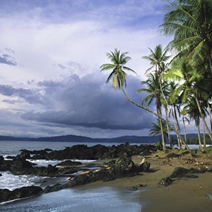 Palms on the beach at Drake Bay, Corcovado National Park, Osa Peninsula, Costa Rica