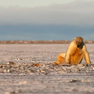 polar bear, Ursus maritimus, playing with a walrus flipper in slushy pack ice, 1002