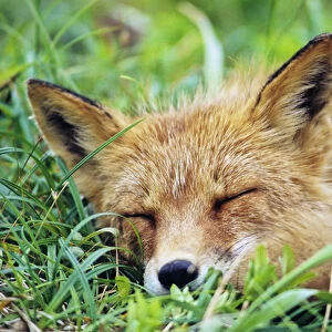 Red Fox (Vulpes vulpes), Alaska. America, North America, USA, Alaska, July