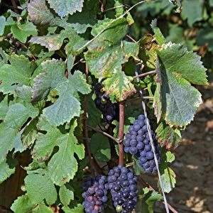 Ripe Pinot Noir grapes in the La Grande Rue Grand Cru vineyard in Vosne Romanee